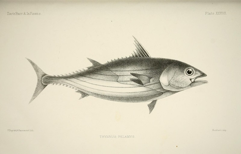 Thynnus pelamys = Katsuwonus pelamis (skipjack tuna); DISPLAY FULL IMAGE.