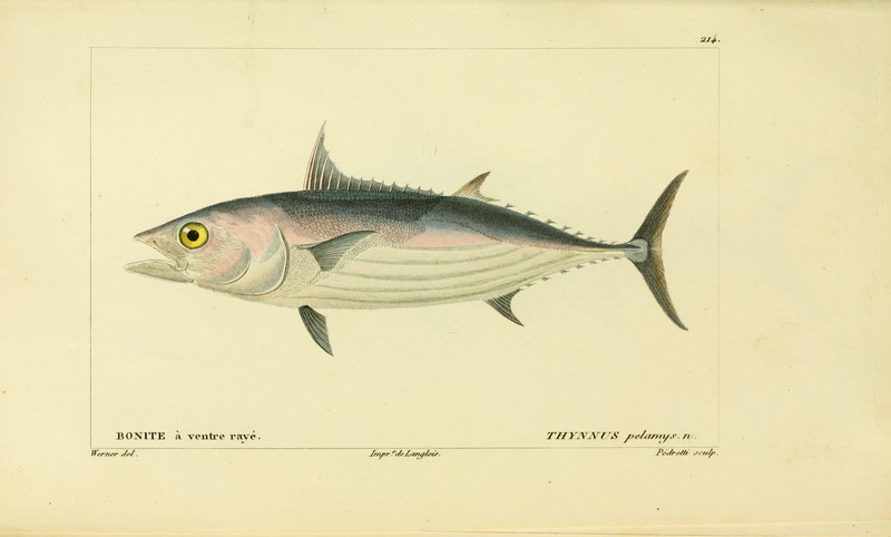Thynnus pelamys = Katsuwonus pelamis (skipjack tuna); DISPLAY FULL IMAGE.