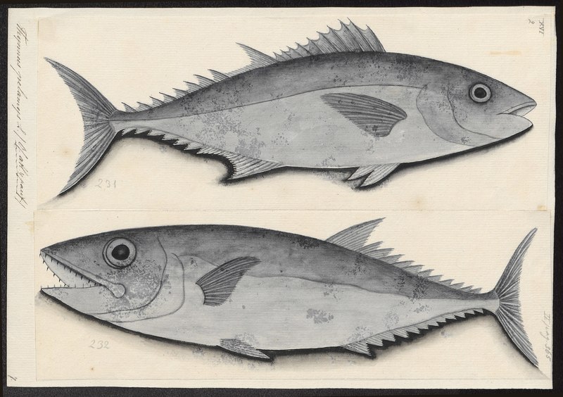 Thynnus pelamys = Katsuwonus pelamis (skipjack tuna); DISPLAY FULL IMAGE.