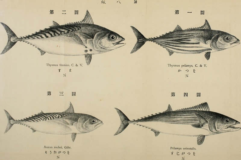 Euthynnus alletteratus, Katsuwonus pelamis, Auxis rochei, Sarda orientalis; DISPLAY FULL IMAGE.