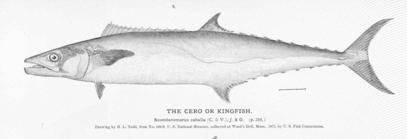 Cero or Kingfish - King mackerel (Scomberomorus cavalla); DISPLAY FULL IMAGE.