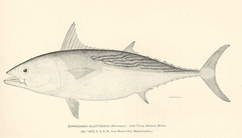 Gymnosarda alletterata = Euthynnus alletteratus (little tunny); DISPLAY FULL IMAGE.