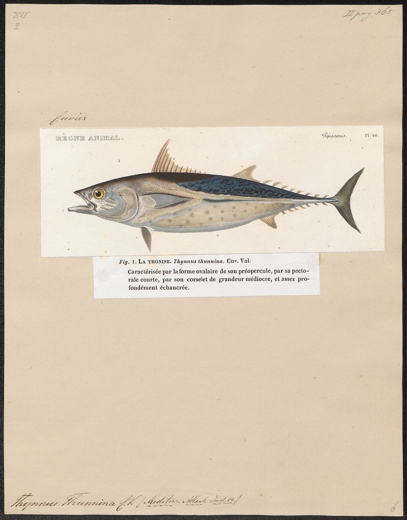 Thynnus thunina = Euthynnus alletteratus (little tunny); DISPLAY FULL IMAGE.