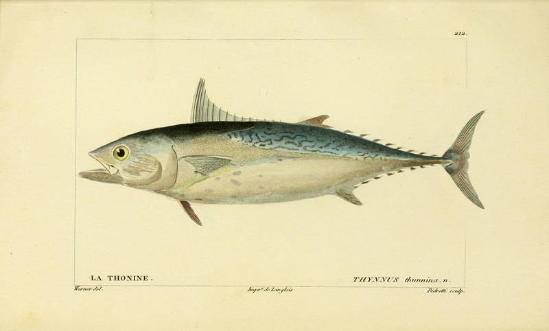 Thynnus thunnina = Euthynnus alletteratus (little tunny); DISPLAY FULL IMAGE.