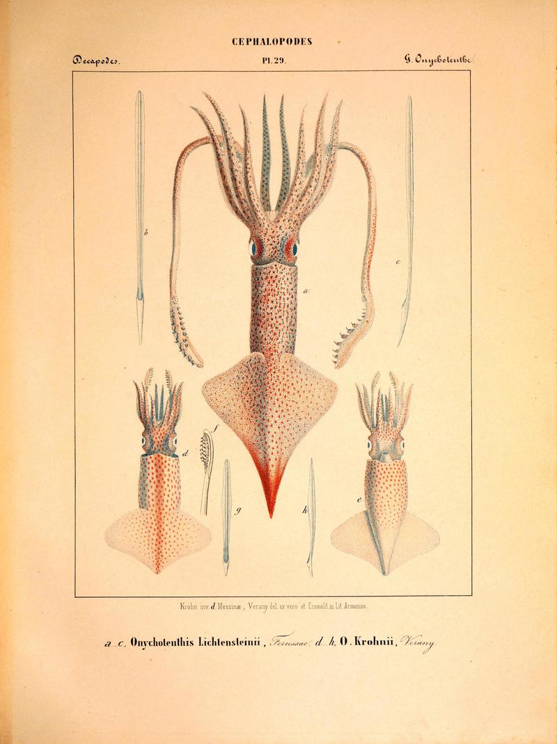 Onychoteuthis lichtensteinii = Ancistroteuthis lichtensteinii (angel clubhook squid), Onychoteuthis krohnii = Onychoteuthis banksii (common clubhook squid); DISPLAY FULL IMAGE.