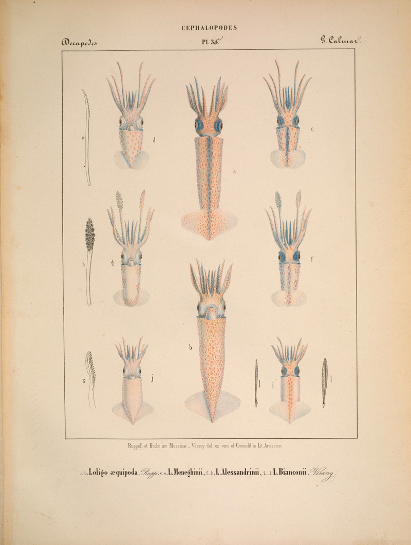 Mollusques méditeranéens: Cephalopodes Decapodes Plate 35, S. Calmar; DISPLAY FULL IMAGE.
