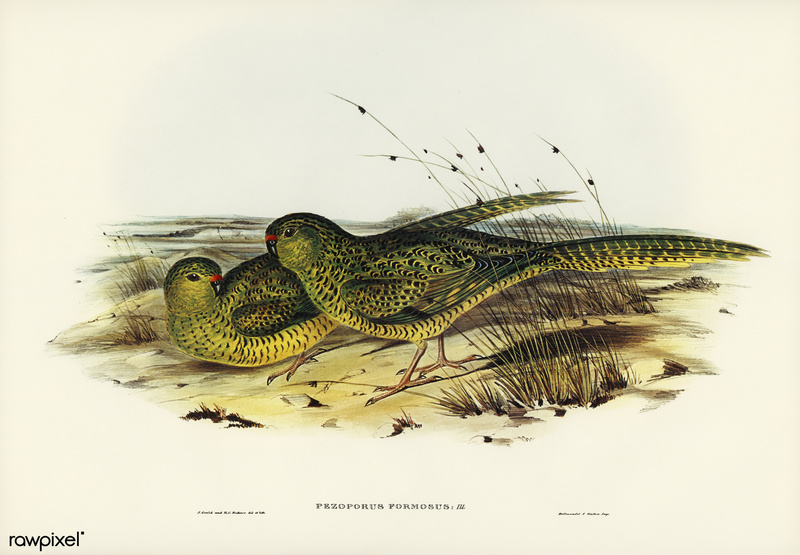 Pezoporus formosus = Pezoporus wallicus (ground parrot); DISPLAY FULL IMAGE.