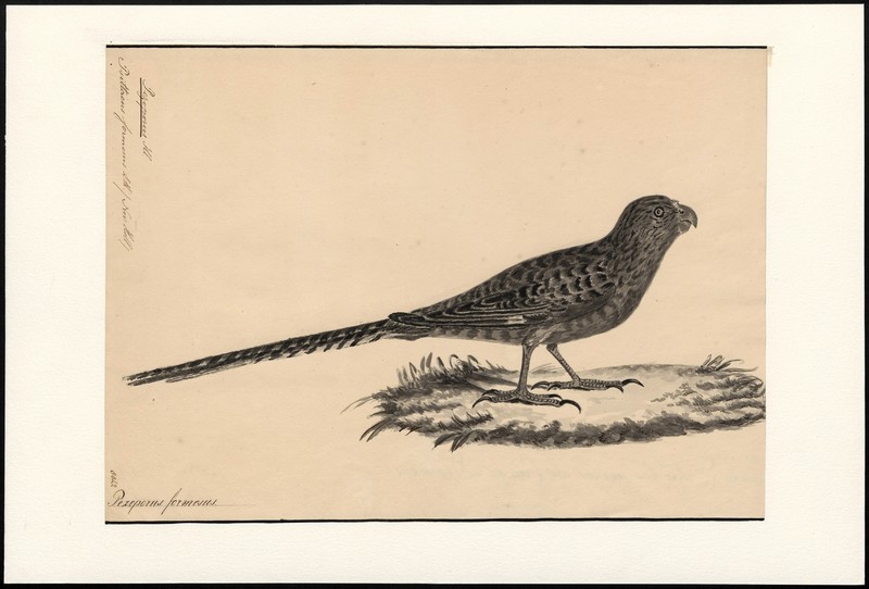 Psittacus formosus = Pezoporus wallicus (ground parrot); DISPLAY FULL IMAGE.