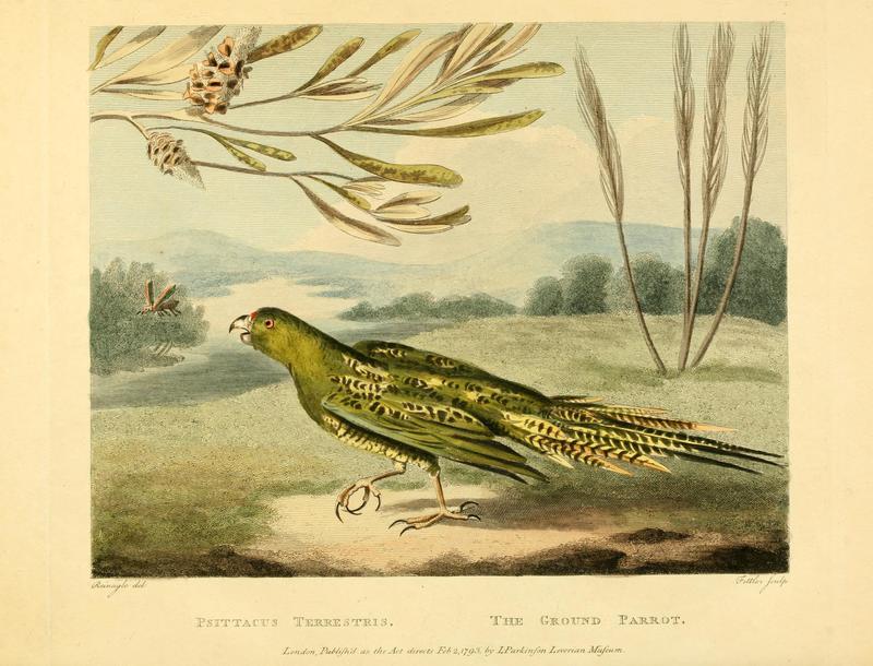 Psittacus terrestris = Pezoporus wallicus (ground parrot); DISPLAY FULL IMAGE.