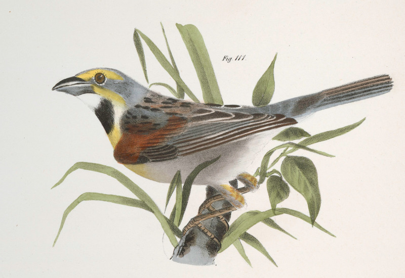 Emberiza americana = Spiza americana (dickcissel); DISPLAY FULL IMAGE.