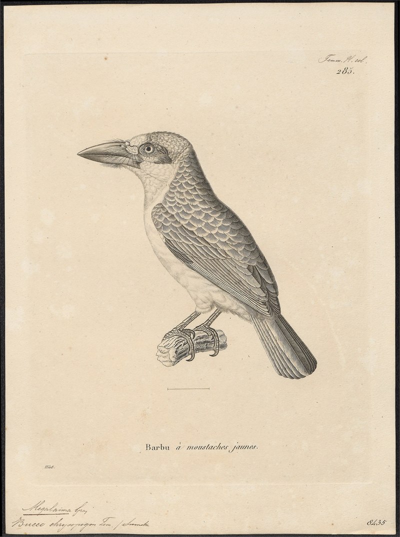 Megalaima chrysopogon = Psilopogon chrysopogon (golden-whiskered barbet); DISPLAY FULL IMAGE.
