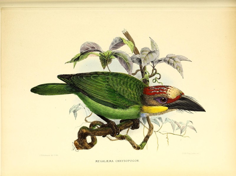 Megalaema chrysopogon = Psilopogon chrysopogon (golden-whiskered barbet); DISPLAY FULL IMAGE.