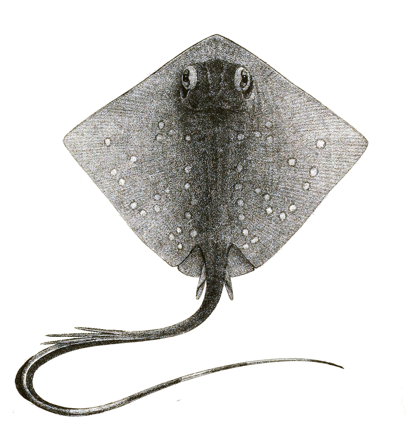 Trygon kuhlii = Neotrygon kuhlii (Kuhl's maskray, blue-spotted stingray); DISPLAY FULL IMAGE.