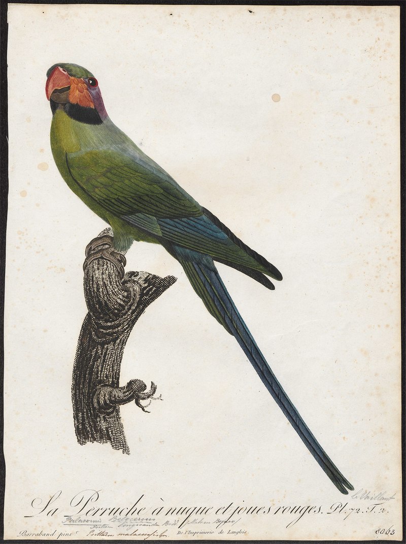 Palaeornis longicaudus = Psittacula longicauda (long-tailed parakeet); DISPLAY FULL IMAGE.