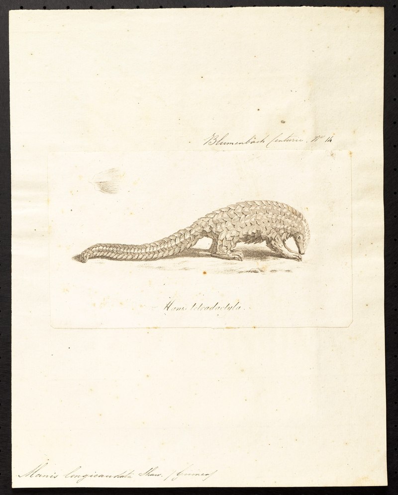 Manis longicaudata = Phataginus tetradactyla (long-tailed pangolin); DISPLAY FULL IMAGE.