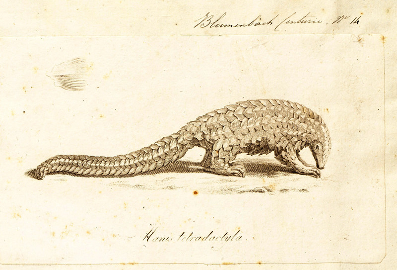 Manis longicaudata = Phataginus tetradactyla (long-tailed pangolin) (cropped); DISPLAY FULL IMAGE.