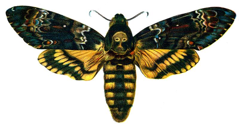 African death's-head hawkmoth (Acherontia atropos); DISPLAY FULL IMAGE.