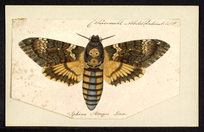 Sphinx atropos = Acherontia atropos (African death's-head hawkmoth); DISPLAY FULL IMAGE.