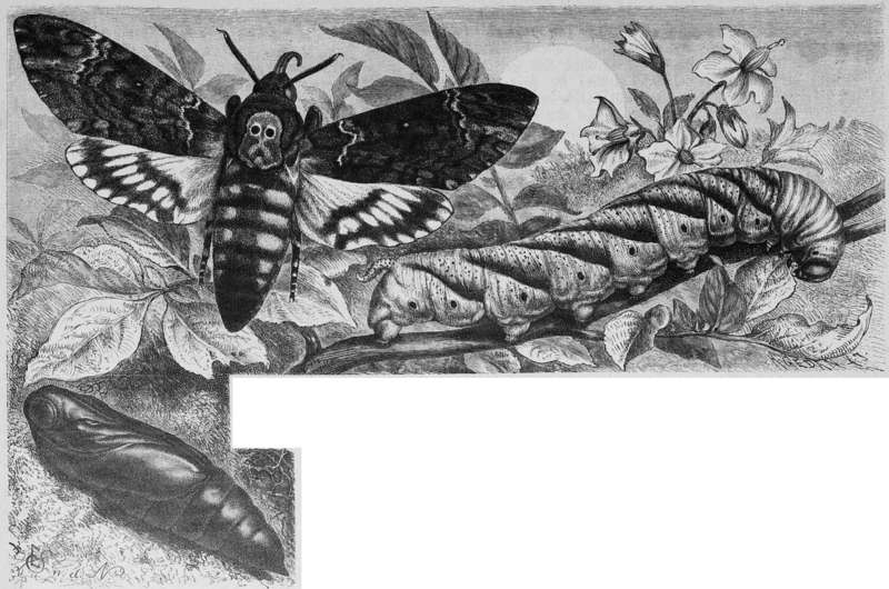 Acherontia atropos (African death's-head hawkmoth; adult, caterpillar, pupa); DISPLAY FULL IMAGE.