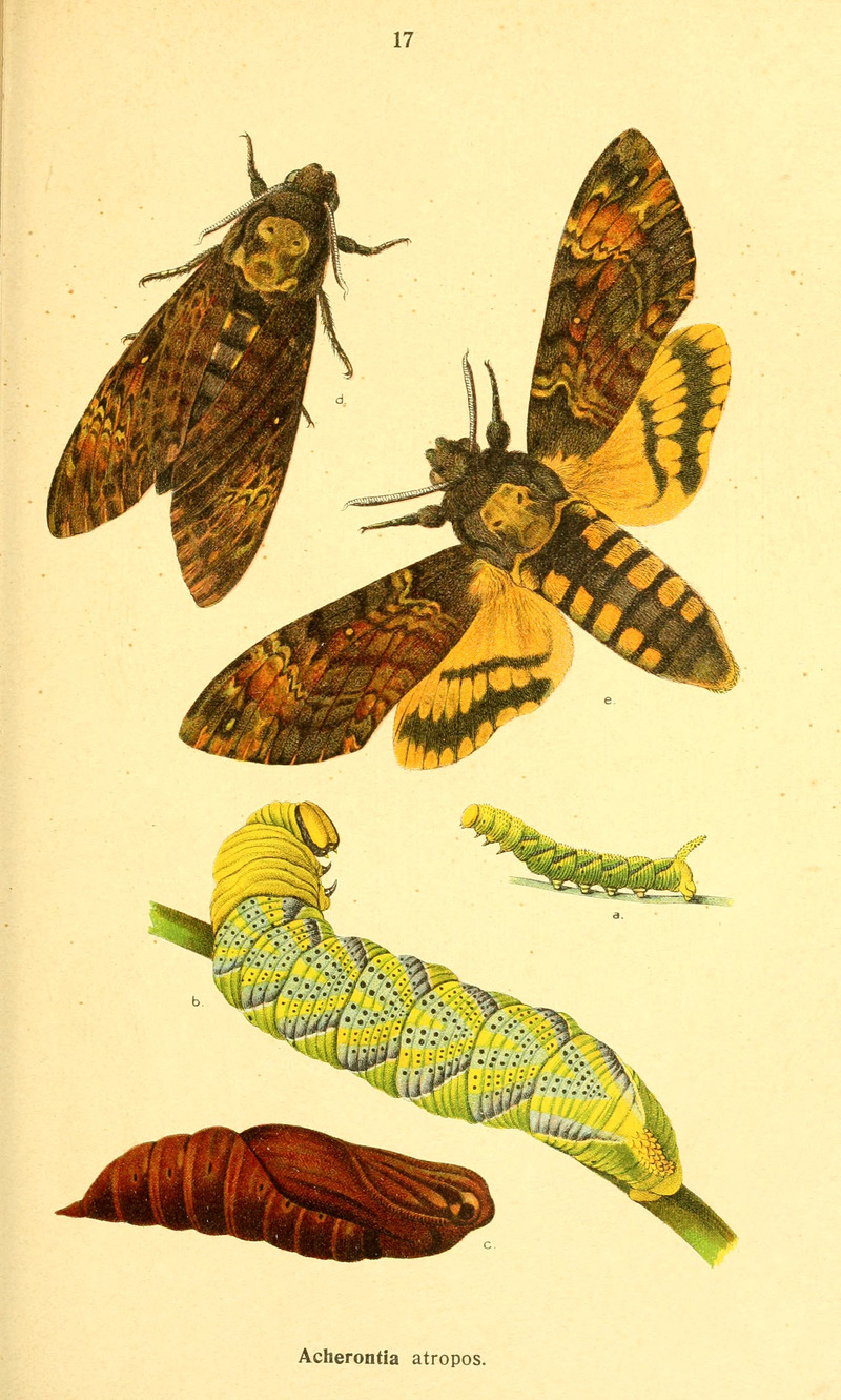 Acherontia atropos (African death's-head hawkmoth; adult, caterpillar, pupa); DISPLAY FULL IMAGE.