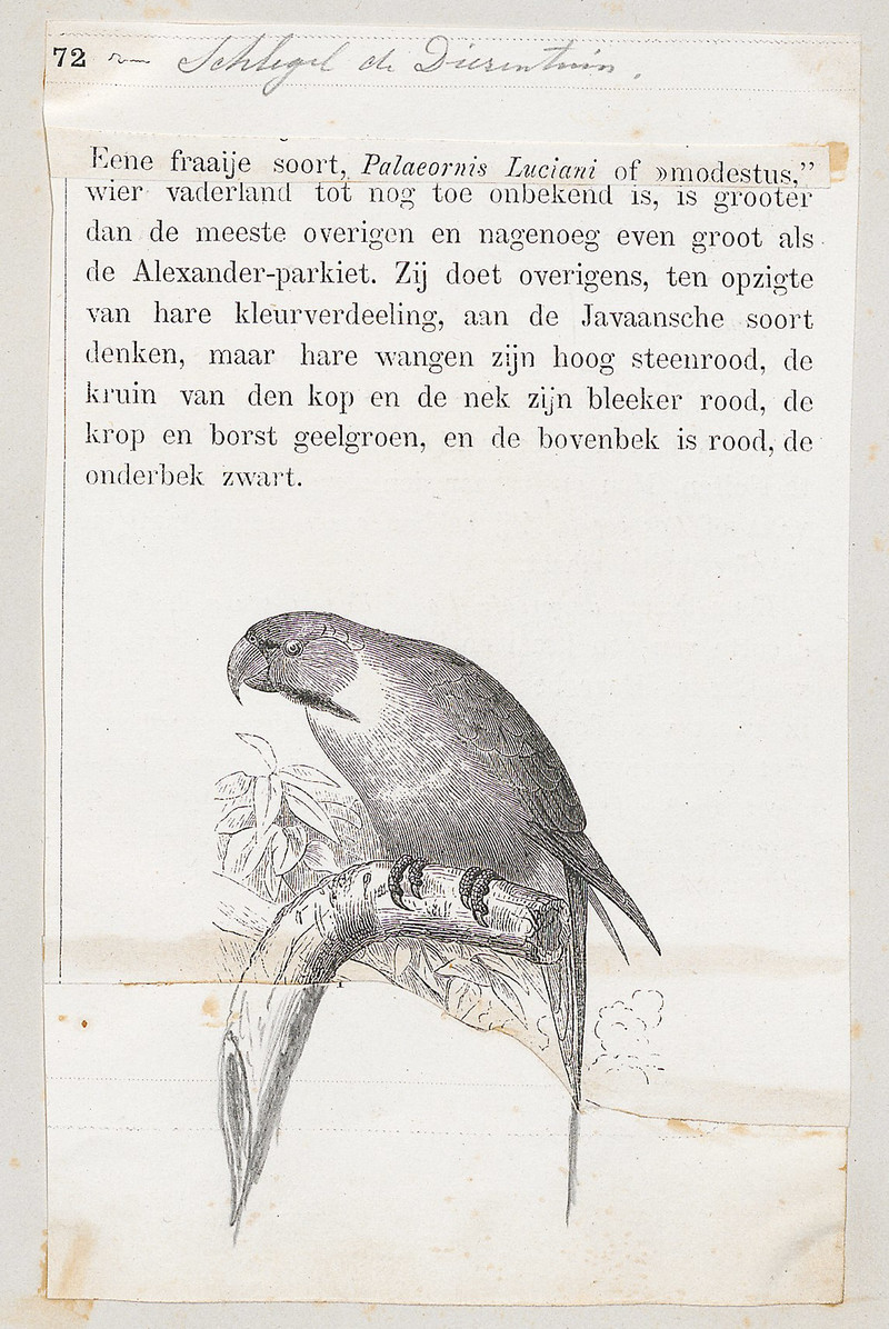 Palaeornis luciani = Psittacula longicauda modesta (Enggano long-tailed parakeet); DISPLAY FULL IMAGE.