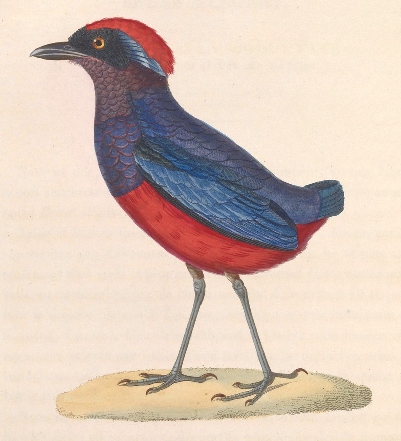 Pitta granatina = Erythropitta granatina (Garnet Pitta); DISPLAY FULL IMAGE.