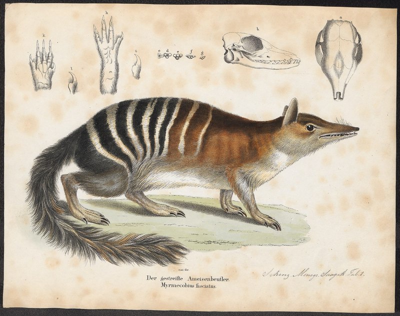 Myrmecobius fasciatus (numbat); DISPLAY FULL IMAGE.