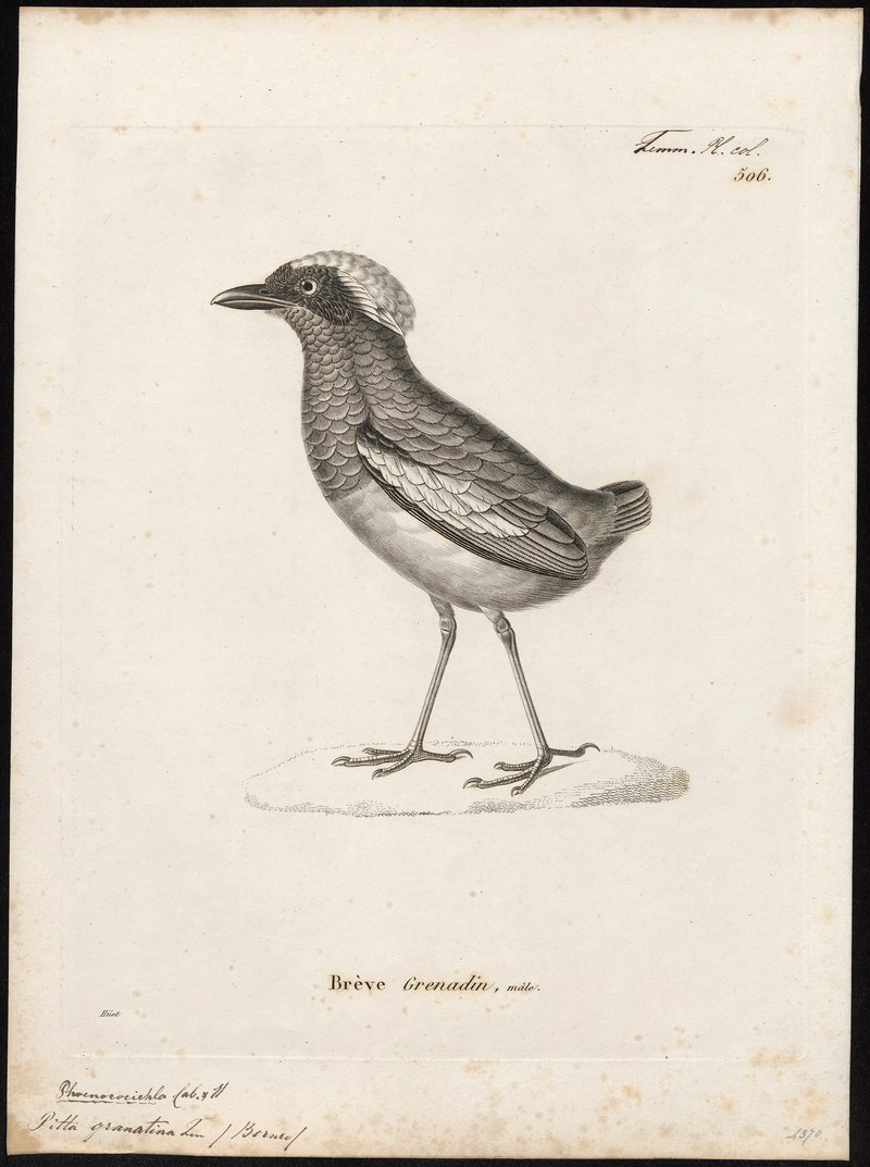 Pitta granatina = Erythropitta granatina (Garnet Pitta); DISPLAY FULL IMAGE.