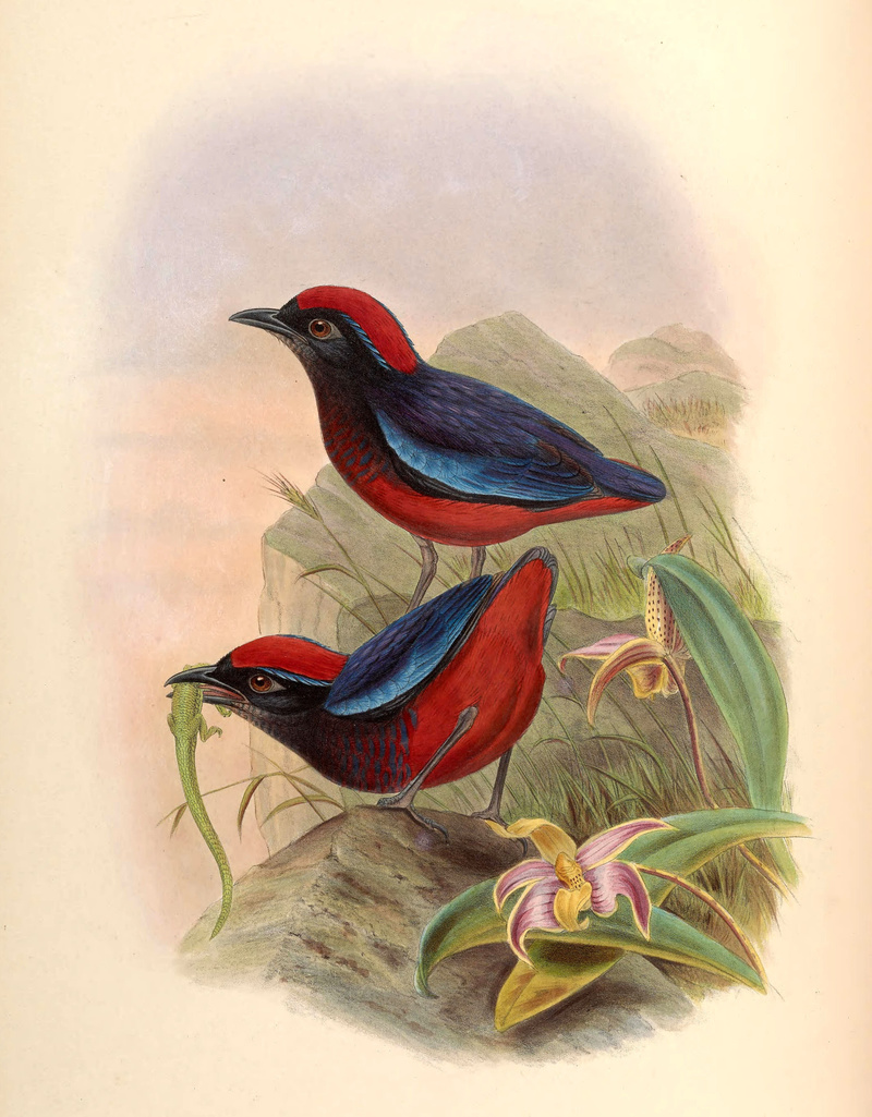 Pitta coccinea = Erythropitta granatina coccinea (Garnet Pitta); DISPLAY FULL IMAGE.