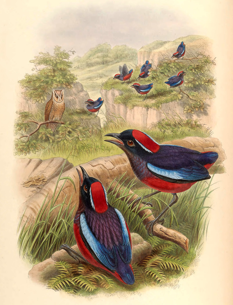 Pitta granatina = Erythropitta granatina granatina (Garnet Pitta); DISPLAY FULL IMAGE.