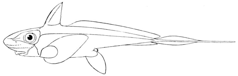 Chimaera monstrosa (rabbit fish); DISPLAY FULL IMAGE.