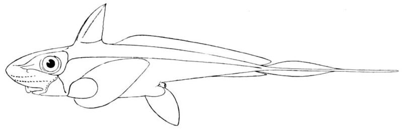 Chimaera monstrosa (rabbit fish); DISPLAY FULL IMAGE.