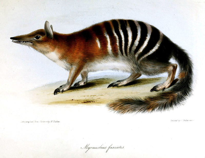 Myrmecobius fasciatus (numbat); DISPLAY FULL IMAGE.