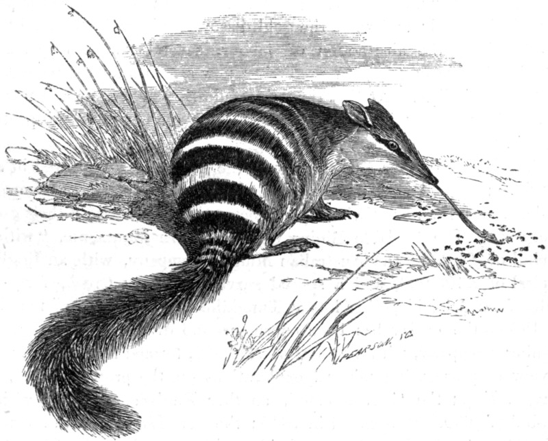 Myrmecobius fasciatus (numbat); DISPLAY FULL IMAGE.