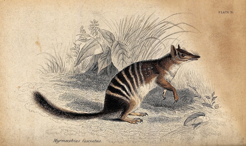 Myrmecobius fasciatus (numbat); DISPLAY FULL IMAGE.