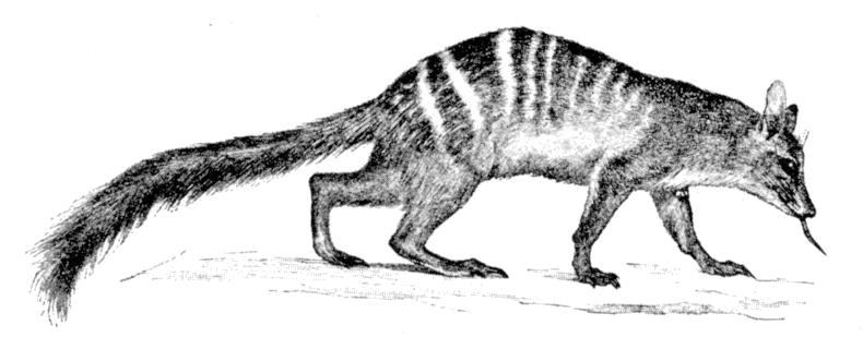 Myrmecobius fasciatus (numbat); DISPLAY FULL IMAGE.