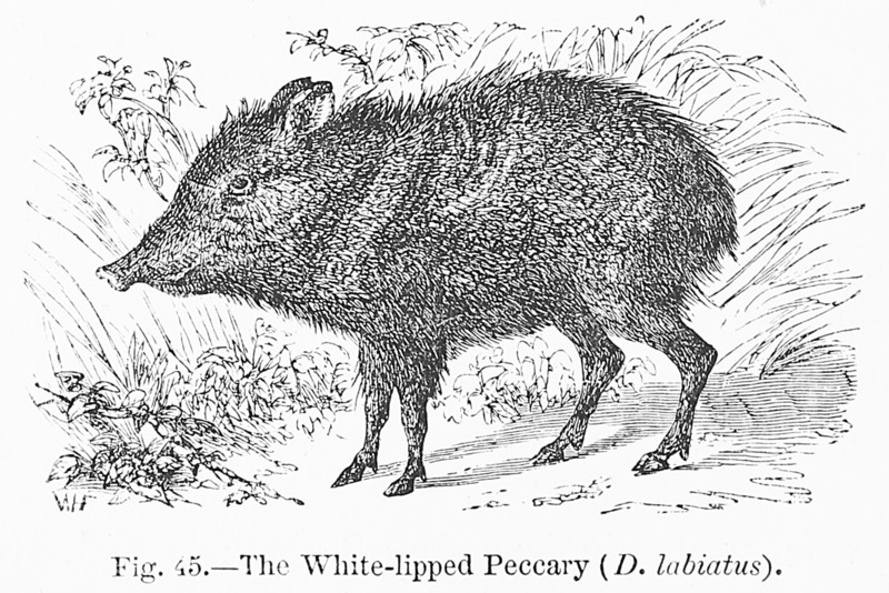 Dicotyles labiatus = Tayassu pecari (white-lipped peccary); DISPLAY FULL IMAGE.