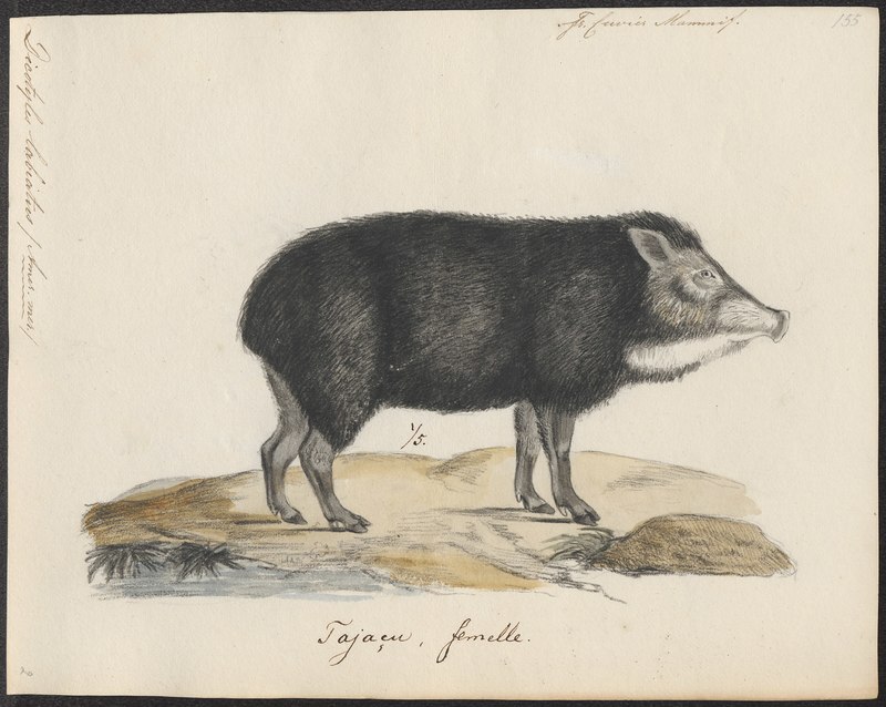 Dicotyles labiatus = Tayassu pecari (white-lipped peccary) ; DISPLAY FULL IMAGE.