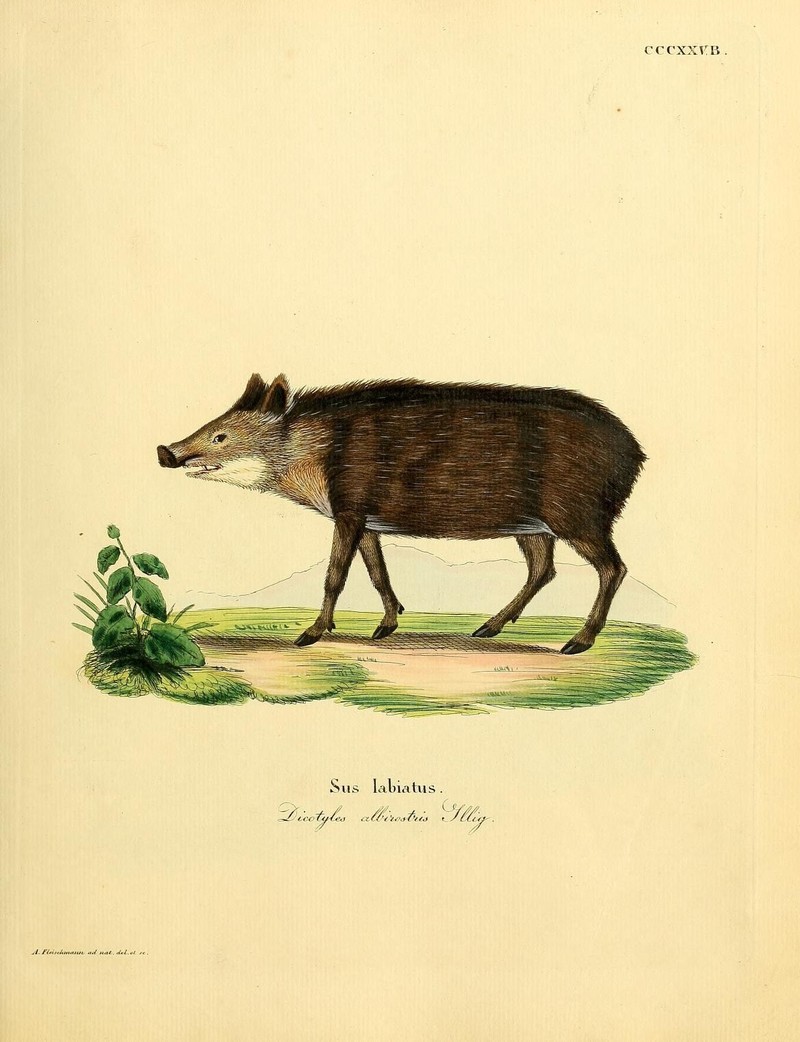 Sus labiatus = Tayassu pecari (white-lipped peccary) ; DISPLAY FULL IMAGE.