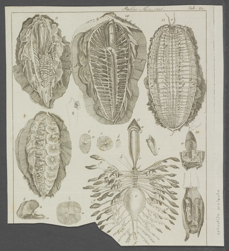 Aphrodita aculeata (sea mouse); DISPLAY FULL IMAGE.