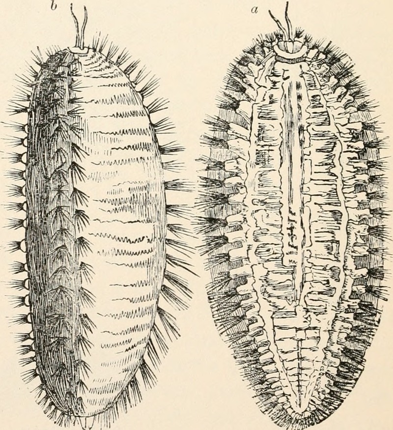 Aphrodita aculeata (sea mouse); DISPLAY FULL IMAGE.