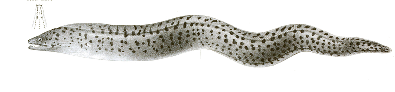 Muraena fimbriata = Gymnothorax fimbriatus (fimbriated moray eel); DISPLAY FULL IMAGE.