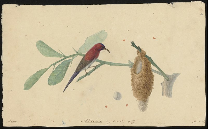 Nectarinia mystacalis = Aethopyga mystacalis (Javan sunbird); DISPLAY FULL IMAGE.