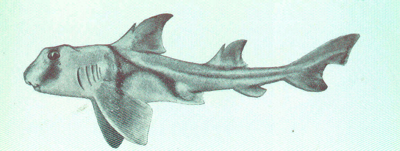 Heterodontus philippi = Heterodontus portusjacksoni (Port Jackson shark); DISPLAY FULL IMAGE.