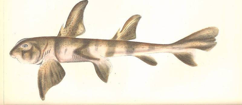 Cestracion philippi = Heterodontus portusjacksoni (Port Jackson shark); DISPLAY FULL IMAGE.