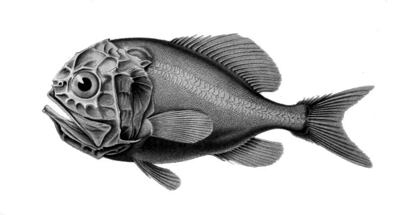 Hoplostethus atlanticus (orange roughy); DISPLAY FULL IMAGE.