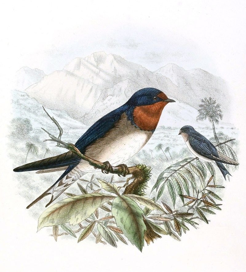 Hirundo angolensis (Angola swallow); DISPLAY FULL IMAGE.