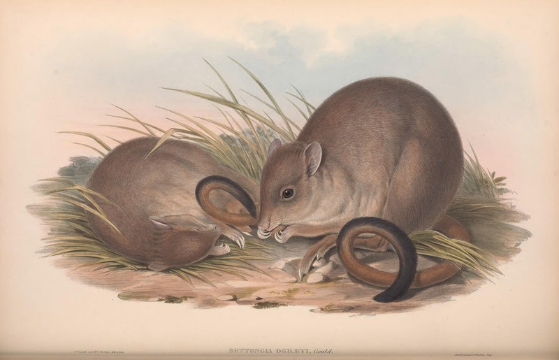 Bettongia ogilbyi = Bettongia penicillata ogilbyi (woylie, brush-tailed bettong); DISPLAY FULL IMAGE.