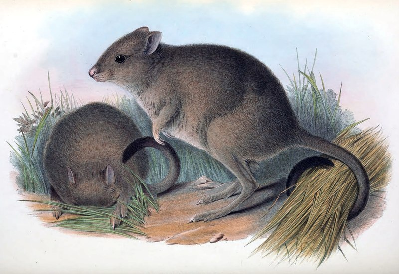 Bettongia penicillata penicillata (woylie, brush-tailed bettong); DISPLAY FULL IMAGE.