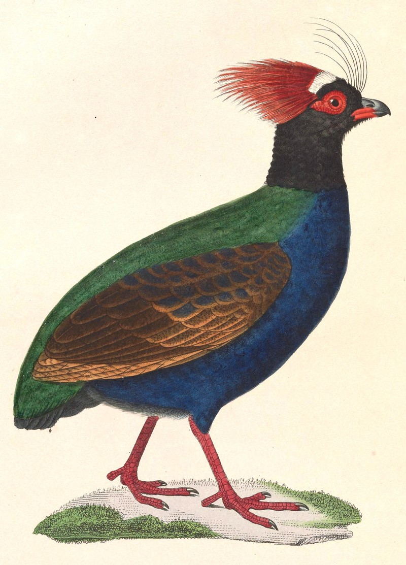 Cryptonix coronatus = Rollulus rouloul (crested partridge); DISPLAY FULL IMAGE.